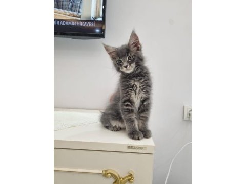 Maine coon dev yavru kediler çok uygun dev