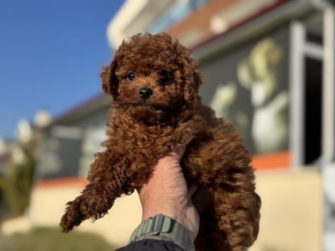 Yasal ruhsatlı çiftlikden toy poodle yavrularımız