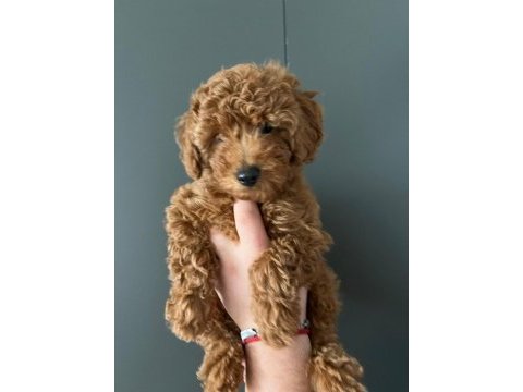 1 adet yavrum kaldı sahiplendirmek için toy poodle