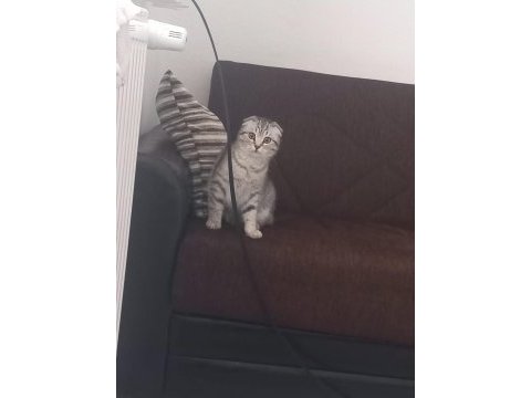 Acil sahiplendirme scottish fold