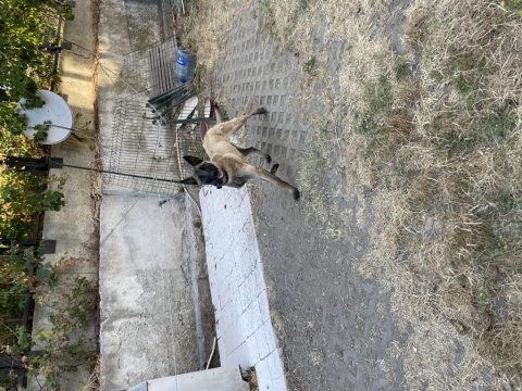 Belçika malinois