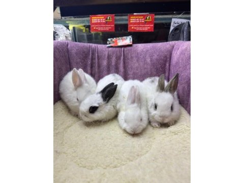 Cüce netherland dwarf tavşan yavrularımız