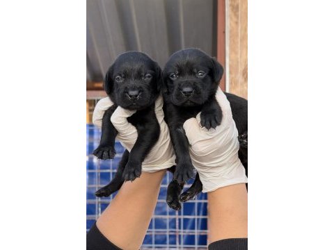 Labrador redriever sevimli yavrular