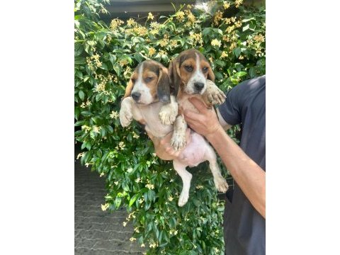 Aktif aileler için oyuncu ve sosyal beagle