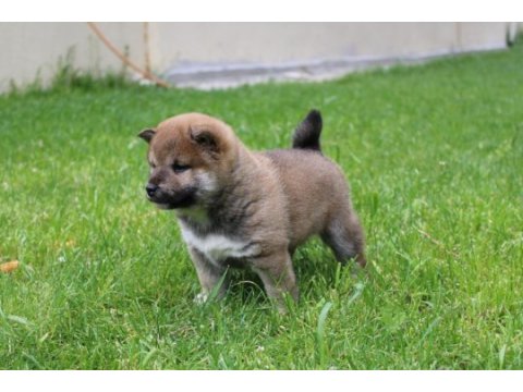 Türkiyede tek shiba inu yavrular
