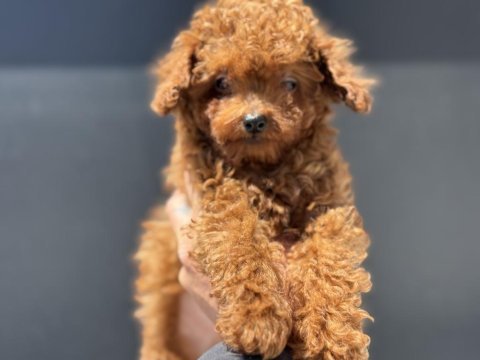 Petmode den 4 aylık 700 gr tea cup kore poodle