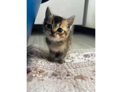 British shorthair yavrularımız