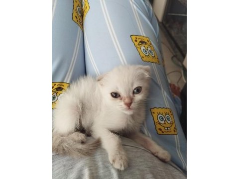 Dişi ve erkek son scottish fold yavrular