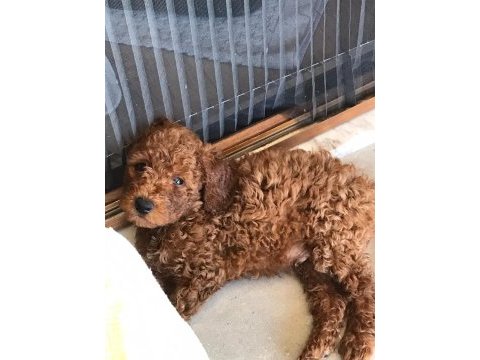 2 aylık aşıları tam tüm malzemeleri ile birlikte poodle