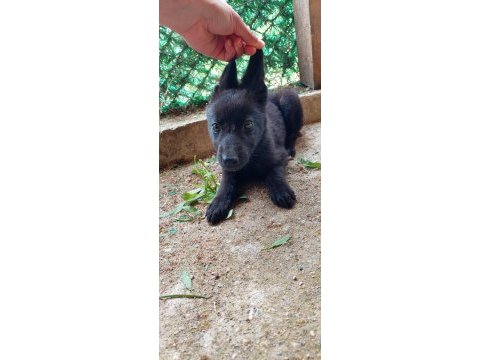 Siyah black kurt köprği