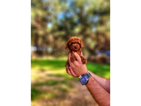 Toy poodle mı istemiştiniz