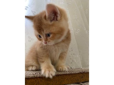 British shorthair
