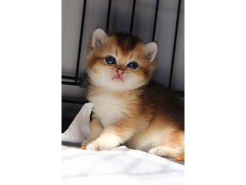 British shorthair kedisi