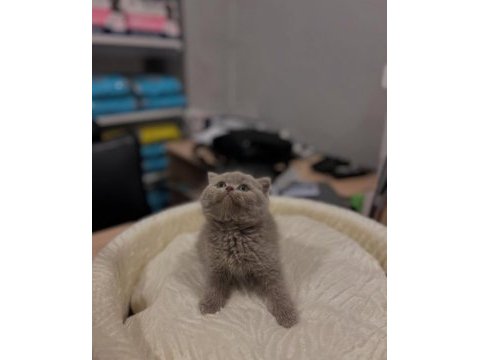 British shorthair ve longhair yavrular