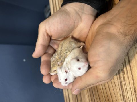 Sevimli gonzales hamster yavrular