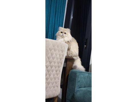 Uysal ve sakin kedimize yeni yuvasını arıyoruz