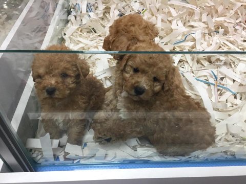 Biblo güzelliğine sahip mikrochipli poodle bebekler
