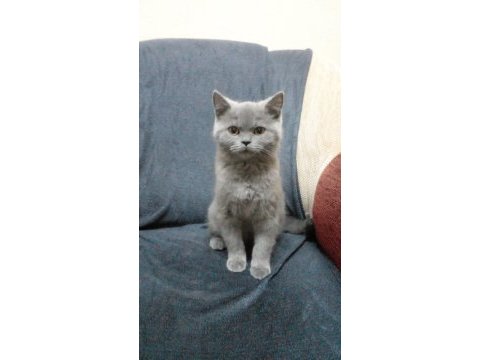British shorthair bebekleri