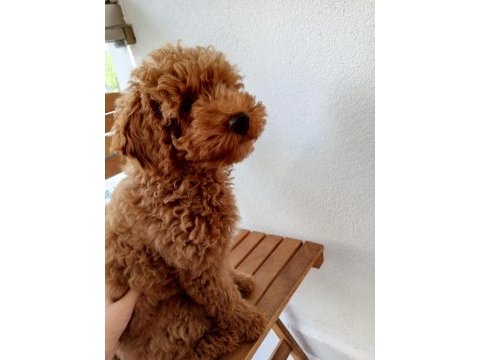 Köpeğimi bazı sebeplerden dolayı vereceğim