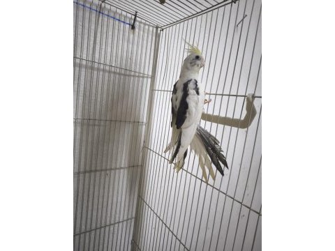 Sultan yavruları 2 aylik lutino grey wf heavy pied