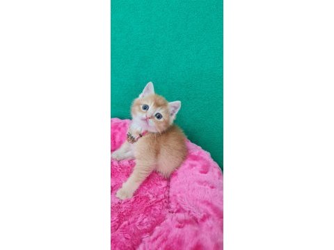 Showklas kalitede topaç kafa british shorthair golden