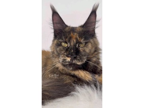 Türkiyenin her yerine teslim renk renk xxl maine coon