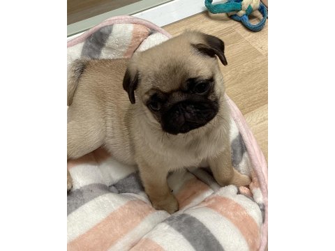 Dünya tatlısı pug yavruları