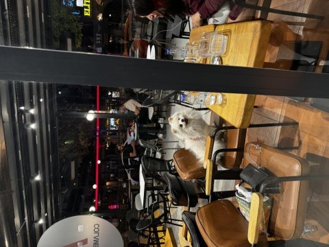 Pomeranian beyaz ameliyat sebebi ile 1.5 yaşında