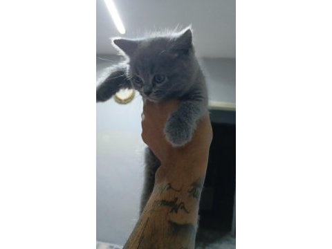 British shorthair yavrularımız