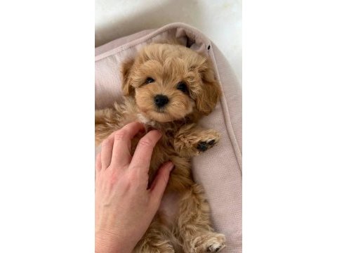 Kore maltipoo yavrularımız