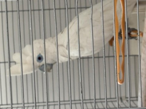 Belgeli çipli aşılı 9 aylık 2 adet mavi gözlü kakadu