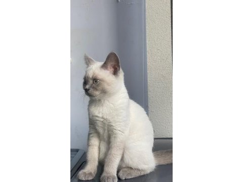 Dişi blue point british shorthair