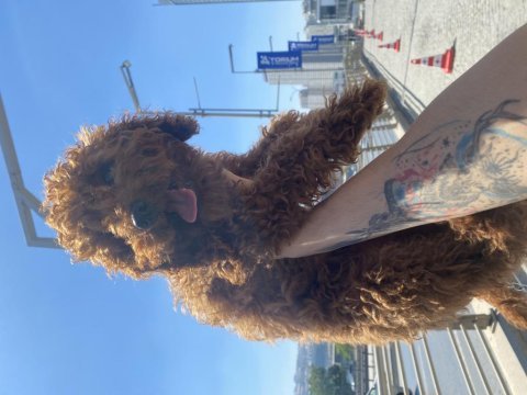 Orjinal eğitimli toy poodle