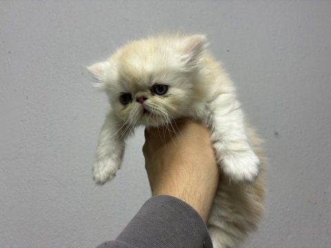 Show kalite persian yavrular