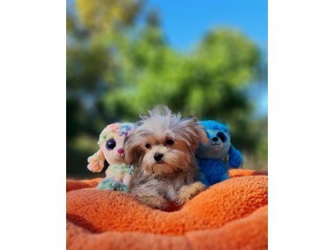 Neşe kaynağı morkie yavrularımız