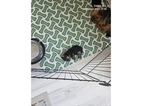 Yorkshire terrier yavrularımız a yuva arıyoruz