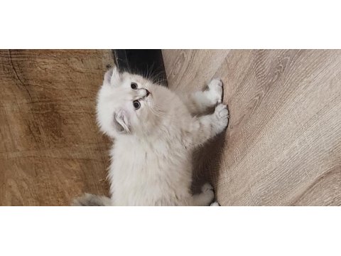 Yavru kedilerimin iddiasına bi bakın