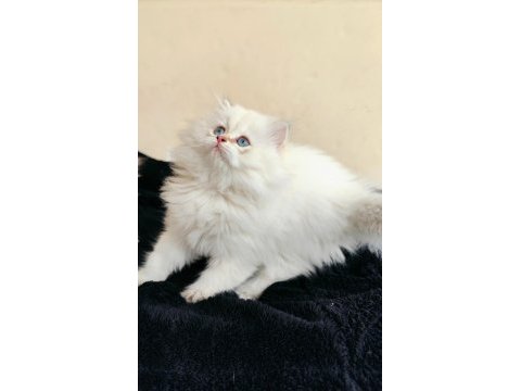 Dişi british longhair yavruma da yuva aranıyorum