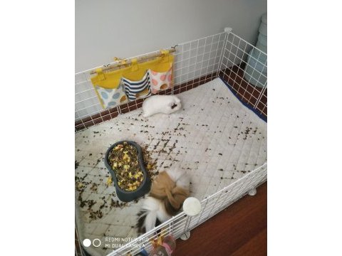 Guinea pig 2 tane