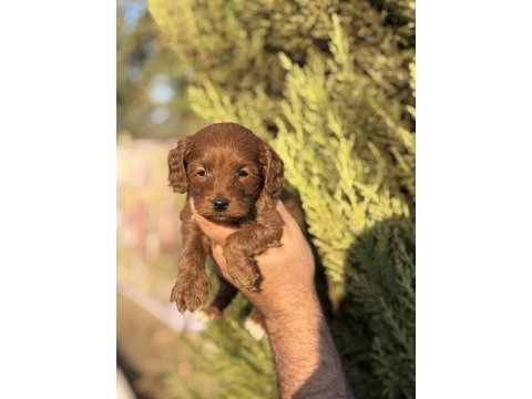 Yasal çiftlikten maltipoo yavrularımız