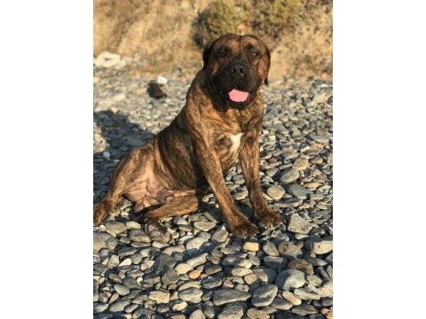 A class presa canario yavruları