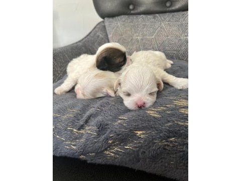 Ev ortamında bakılan kendi köpeğimizin yavruları
