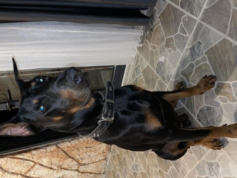Doberman erkek
