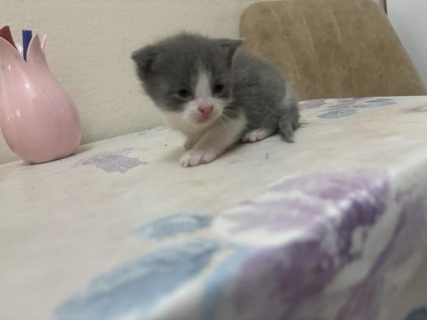 British shorthair minnoşlar