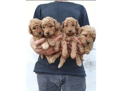 Toy poodle yavrular ırk sağlık garantili