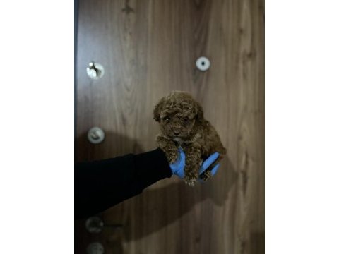 Ev ortamından sağlık ırk garantili poodle bebekler