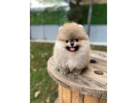 Safkan orjinal pomeranian yavruları