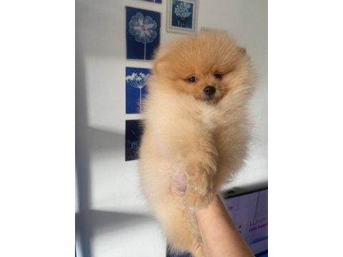 Pomeranian boo sahiplendirileceklitr