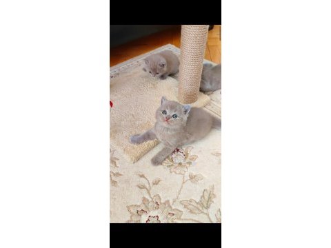 Lilac renk yavru kedimiz