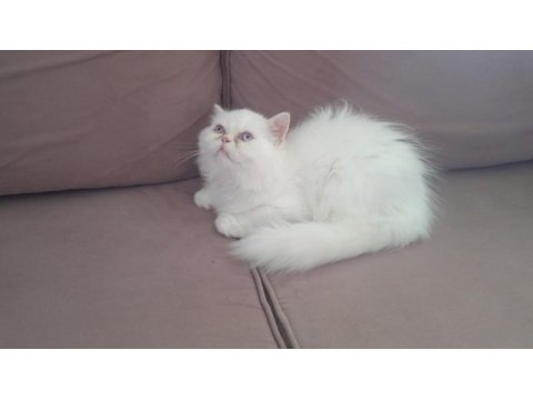 3 aylık pamuk iran kedisi kızım